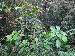 Ardisia sieboldii