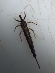 Idolothrips spectrum