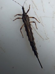 Idolothrips spectrum