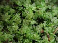 Chiloscyphus polyanthos