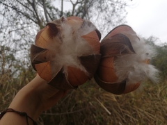 Cochlospermum vitifolium