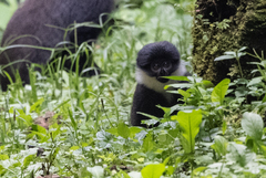 Allochrocebus lhoesti