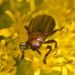 Microrhopala vittata