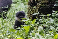 Allochrocebus lhoesti