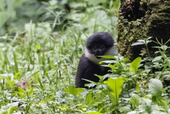 Allochrocebus lhoesti