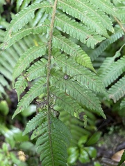 Thelypteridaceae