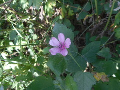 Althaea