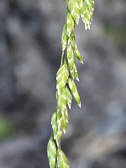 Poa
