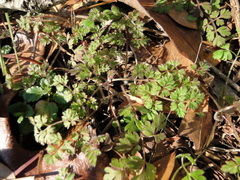 Chaerophyllum tainturieri