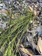 Poa