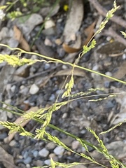 Poa