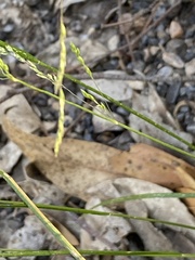 Poa