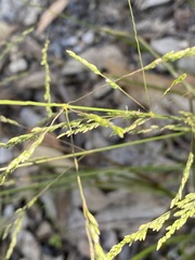 Poa