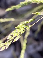 Poa
