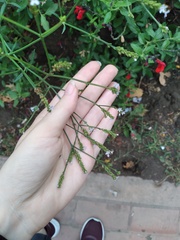 Verbena