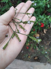 Verbena