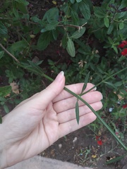 Verbena