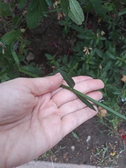 Verbena
