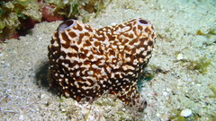 Ircinia felix