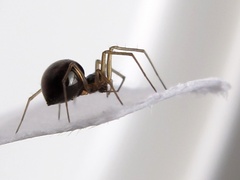Linyphiinae
