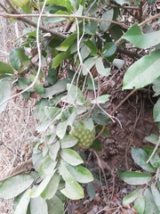 Annona