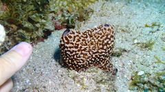 Ircinia felix