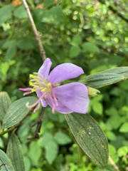 Melastoma
