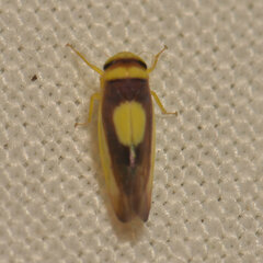 Colladonus clitellarius