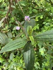 Melastoma