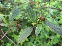 Melastoma