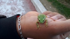 Hyla
