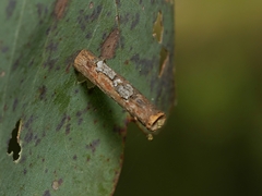 Hemibela