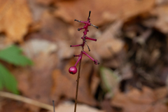 Actaea × ludovicii