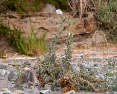 Argemone hunnemannii