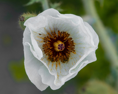 Argemone hunnemannii