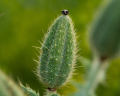 Argemone hunnemannii