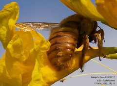 Xylocopa griswoldi