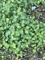 Hydrocotyle verticillata