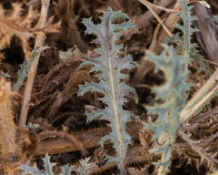 Argemone hunnemannii