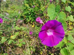 Ipomoea orizabensis orizabensis