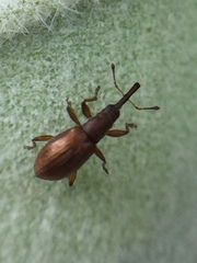 Neocyba metrosideros