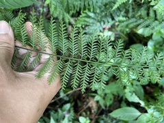 Asplenium thunbergii