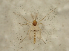 Tanypodinae