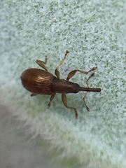 Neocyba metrosideros