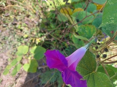 Ipomoea orizabensis orizabensis
