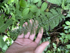 Asplenium thunbergii