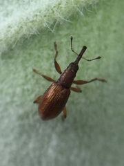 Neocyba metrosideros