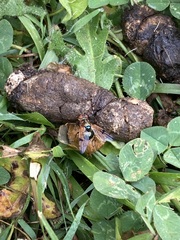 Lamprogaster imperialis