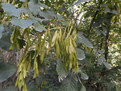 Fraxinus ornus