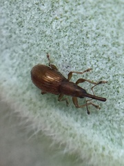 Neocyba metrosideros